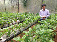 Thăm vườn dâu sạch Đà Lạt: Nông nghiệp công nghệ cao kết hợp du lịch