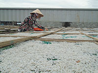 Cá cơm mồm Phan Thiết hướng đến thị trường xuất khẩu