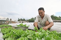 Đăng ký nhãn hiệu rau an toàn Trà Tân - Đức Linh