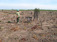 Tánh Linh: Phá rừng, khai thác lâm sản
