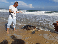 Rùa biển chết nghi mắc bẫy tôm hùm