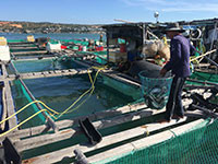 Tiếp diễn hoạt động nuôi cá lồng bè trái phép tại Mũi Né