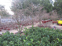 Nhà vườn La Gi chuẩn bị hoa, cây cảnh đón Tết