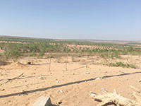Khu nông nghiệp ứng dụng công nghệ cao 2.000 ha: Sẽ phủ xanh “sa mạc”cát?