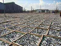 Giám sát môi trường Cụm công nghiệp chế biến hải sản Phú Hài