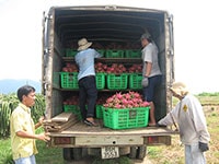 Thanh long chong đèn cuối vụ nghịch được giá