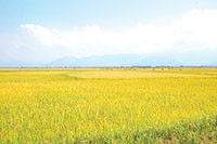 Tánh Linh: Triển khai cánh đồng lúa chất lượng cao