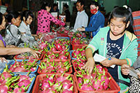 Yêu cầu truy xuất nguồn gốc hoa quả của Quảng Tây: Thanh long Bình Thuận có đáp ứng?