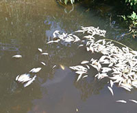 Phản hồi bài: “ô nhiễm môi trường – cá chết trắng tại suối Đá