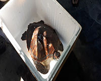 Bàn giao rùa biển cho Khu bảo tồn Hòn Cau