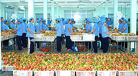 Quảng Tây (Trung Quốc) tăng cường quản lý truy xuất hoa quả nhập khẩu: Bình Thuận chuẩn bị gì?