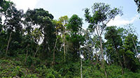 UBND tỉnh chỉ đạo: Xử lý việc chặt phá rừng, lấn chiếm đất rừng tại Đức Phú