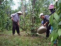 Huy Khiêm: Tiêu mất giá - điều mất mùa