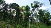 Tăng cường sự lãnh đạo của Đảng đối với công tác bảo vệ rừng