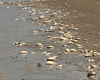 Cá chết trắng Hồ Đá Bạc ở Tuy Phong