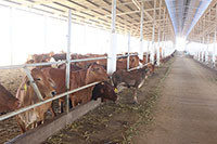 Thông qua đề án phát triển trồng cỏ và chăn nuôi bò thịt cao sản, bò sữa