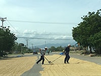 Tuy Phong: Triển khai phương án để nông dân phơi lúa