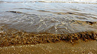 Biển Hòn Rơm đục và có mùi hôi do tảo