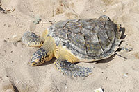 Tăng cường bảo vệ động vật hoang dã: rùa biển