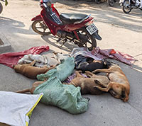 Bắt “cẩu tặc” trên đường đi tiêu thụ 8 con chó