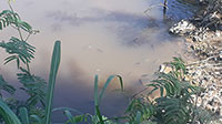 Cá lại nổi hàng loạt trên mặt sông Giêng