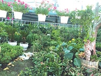 Một góc đáng yêu của đường Lê Duẩn