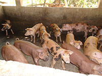 Không tái đàn đối với các hộ chăn nuôi heo không đủ điều kiện an toàn sinh học