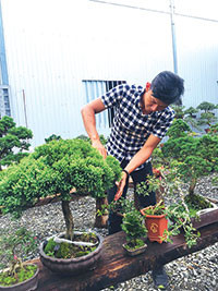 Vườn bonsai của anh Nguyễn Lĩnh