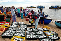 3 tháng đầu năm: Sản lượng khai thác hải sản ước đạt 38.550 tấn