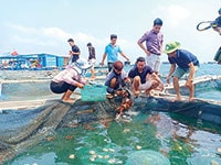 “Chênh vênh” đảo ngọc