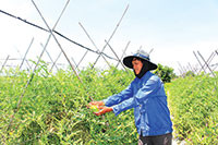 Thuận Minh: Hiệu quả trồng hoa màu trên đất ruộng