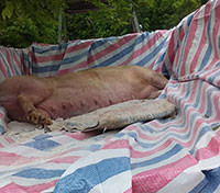 Tiêu hủy trên 1.000 con lợn bị dịch tả châu Phi