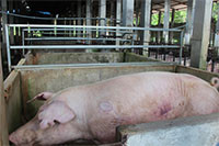 Tiêu hủy trên 30.000 con lợn nhiễm dịch tả