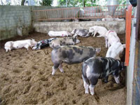 Khuyến khích kết hợp sử dụng chế phẩm vi sinh nuôi lợn