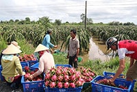 Phát triển kinh tế hợp tác xã còn nhiều khó khăn