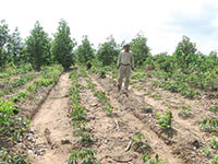 Hàm Thuận Nam: Gia tăng phá rừng, lấn chiếm đất lâm nghiệp
