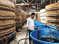 Các cơ sở chế biến nước mắm, cá cơm: Sản xuất cầm chừng vì thiếu cá