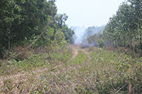 Tân Phước: Lại cháy rừng tràm trong khu du lịch