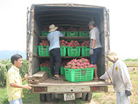 Xuất khẩu hàng hóa tại cửa khẩu Lạng Sơn gặp khó