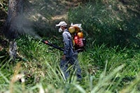 Dịch Zika lan rộng: Mỹ Latinh tăng cường biện pháp đối phó dịch