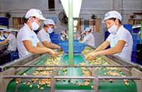 Xuất khẩu nông sản Việt năm 2016 sẽ khởi sắc