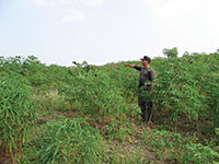 Ban quản lý RPH Sông Móng - Ca Pét: Nhiều biện pháp giữ rừng vùng giáp ranh