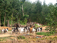 Dự án trồng trừng, chăn nuôi bò sữa tại Sông Lũy: Chậm triển khai do đất bị lấn chiếm