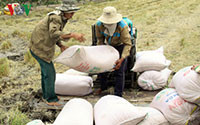 ĐBSCL: Lúa Đông Xuân trúng giá, nông dân chịu thiệt chứ không bội tín