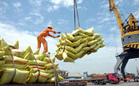 Xuất khẩu gạo lấy lại đà tăng trưởng