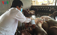 Tiền Giang khuyến khích nhân rộng mô hình nuôi lợn VietGAP