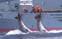 Nhật Bản sẽ rút khỏi Ủy ban Đánh bắt Cá voi quốc tế (IWC)