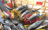 Đánh cá “xuyên Tết”, ngư dân Quảng Ngãi trúng mẻ cá ngừ 50 tấn