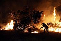 Cháy rừng ở Chile, hàng trăm người phải đi sơ tán