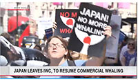 Nhật Bản rút khỏi IWC bất chấp chỉ trích quốc tế hành nghề săn cá voi